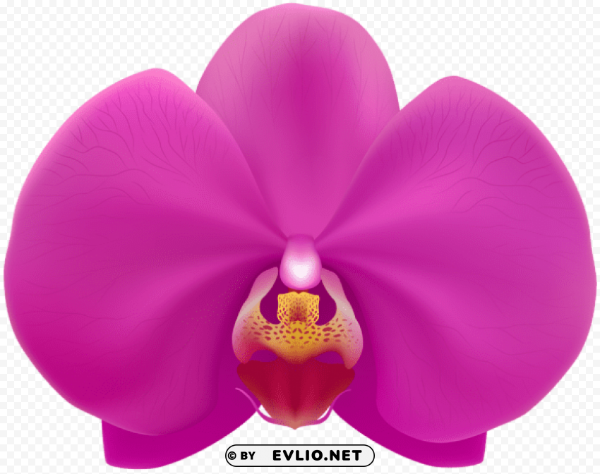 PNG image of pink orchid PNG transparent photos extensive collection with a clear background - Image ID fa128d3b