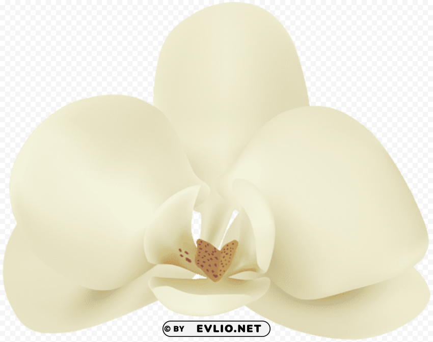 vanilla flower PNG Isolated Object on Clear Background