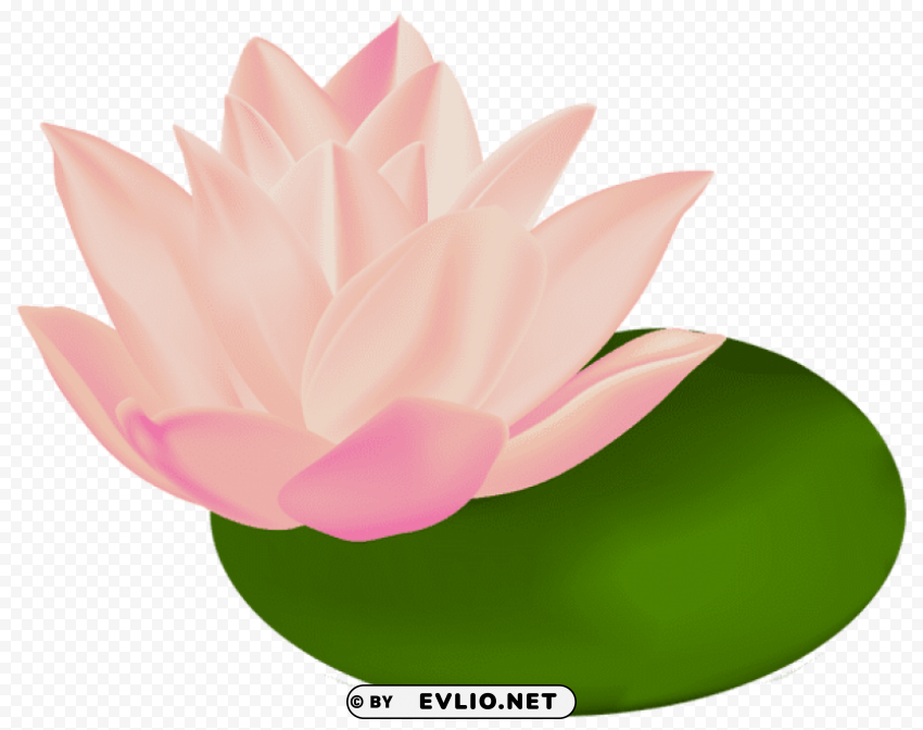 PNG image of water lily transparent PNG for social media with a clear background - Image ID b67855df