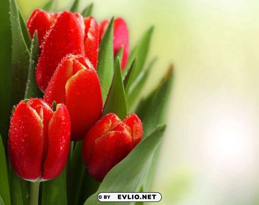 Beautiful Red Tulips Transparent PNG Isolated Artwork