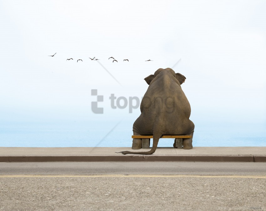 bench elephant seagulls wallpaper PNG with Clear Isolation on Transparent Background