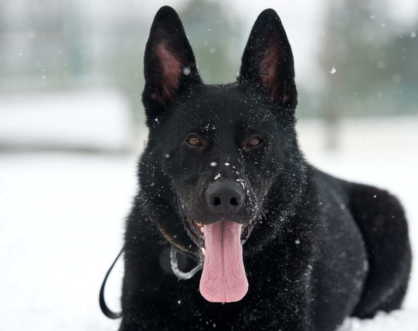 dog german shepherd protruding tongue snow wallpaper Clean Background Isolated PNG Image