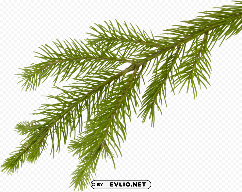 fir tree PNG picture