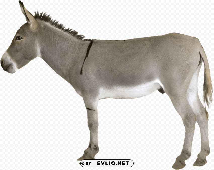 grey donkey standing Isolated Illustration in Transparent PNG