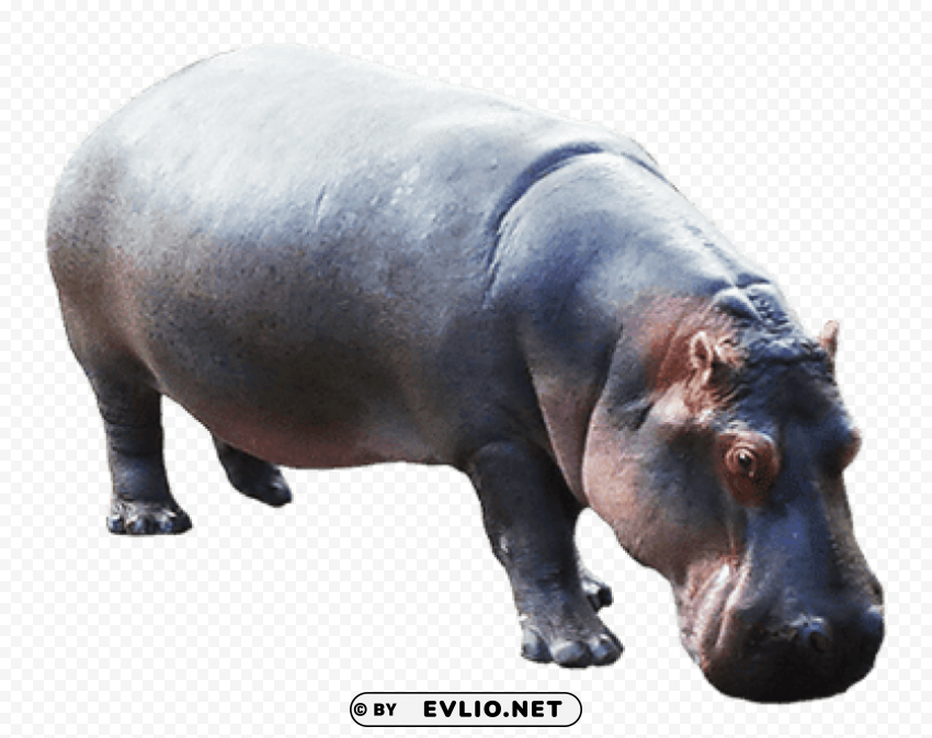 hippopotamus down Isolated Element in Transparent PNG