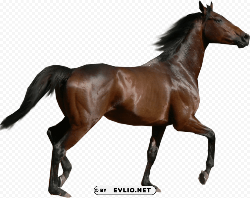 horse sideview PNG free transparent
