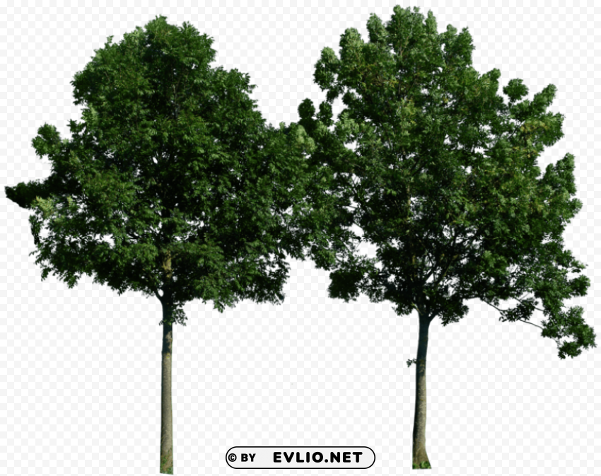 tree PNG images with transparent elements