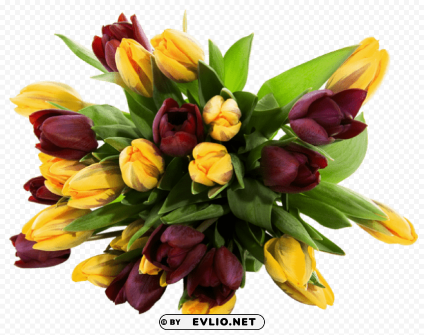 yellow and red tulipspicture Transparent PNG images set