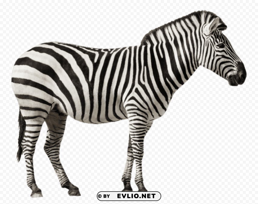 zebra free desktop HighResolution Transparent PNG Isolated Graphic