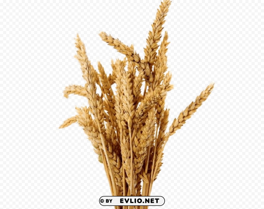 barley Isolated PNG on Transparent Background
