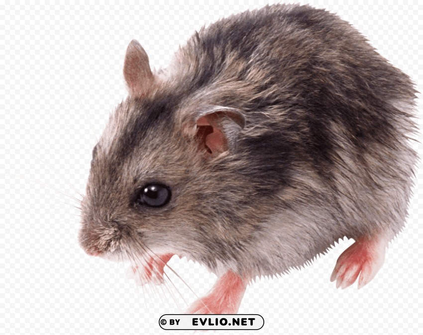 cute small mouse PNG transparent pictures for projects