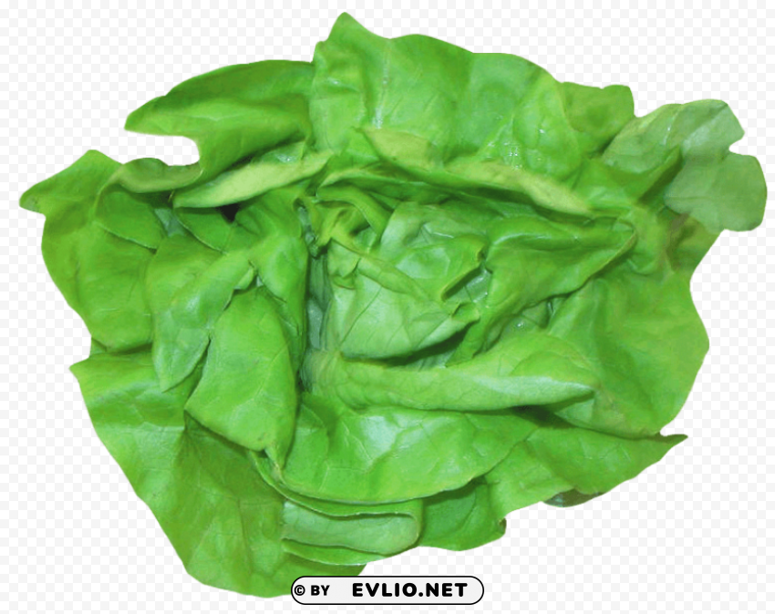 fresh lettuce PNG Image with Isolated Element