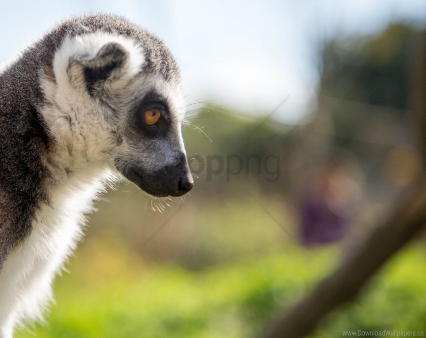 glance lemur muzzle pro wallpaper PNG images with alpha transparency wide collection