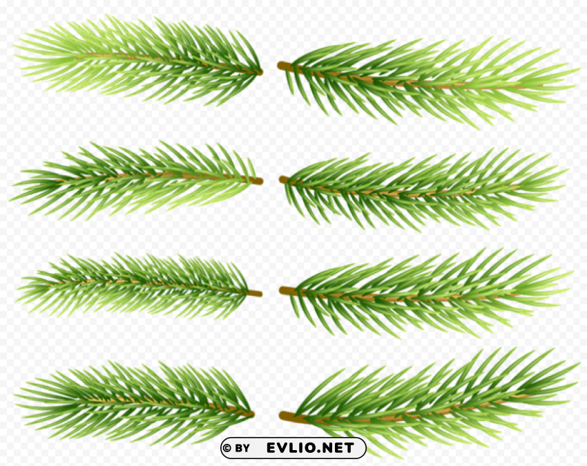 pine branch set Isolated Character in Transparent PNG Format