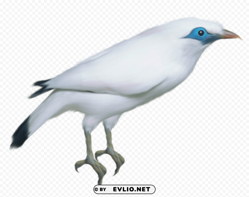 white bird transparentpicture High-resolution PNG images with transparent background
