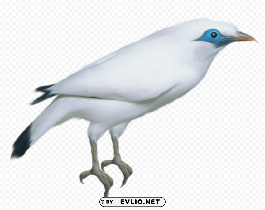 white bird transparentpicture High-resolution PNG images with transparent background png images background - Image ID 12731ad9