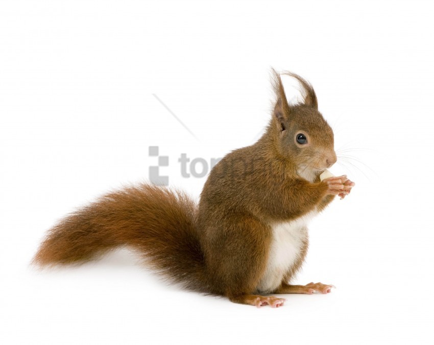animal squirrel white wallpaper PNG format with no background