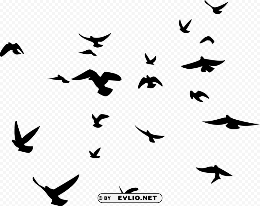 birds PNG files with transparent backdrop complete bundle