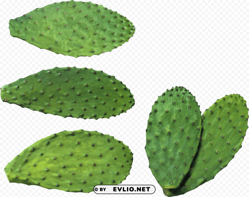cactus plates Transparent PNG graphics bulk assortment