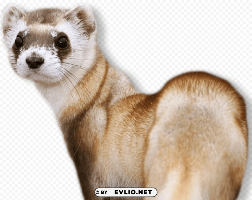 ferret Transparent Background PNG Isolated Pattern png images background - Image ID e40e9956