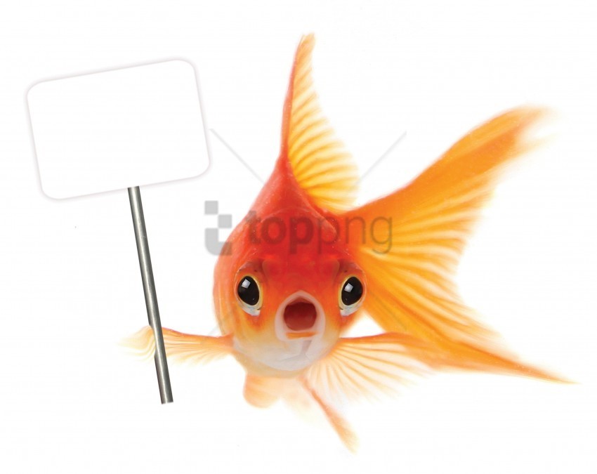fish poster sign white background wallpaper HighQuality Transparent PNG Isolated Graphic Design