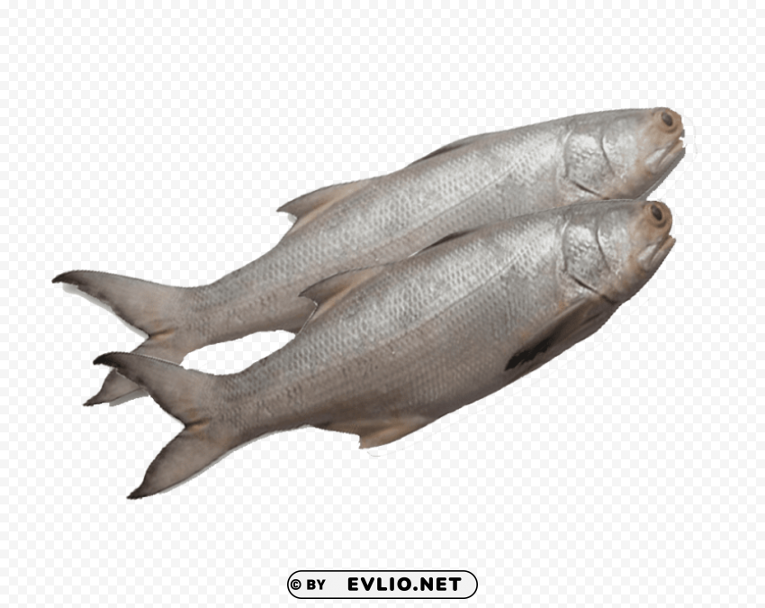 ghol fish s Free PNG images with alpha channel variety