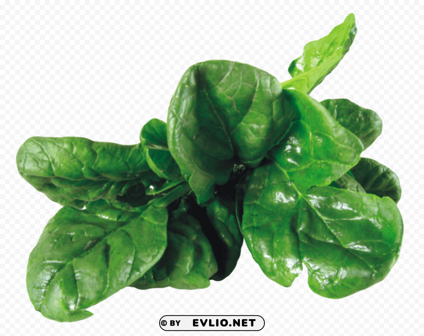 spinach Transparent PNG images complete package