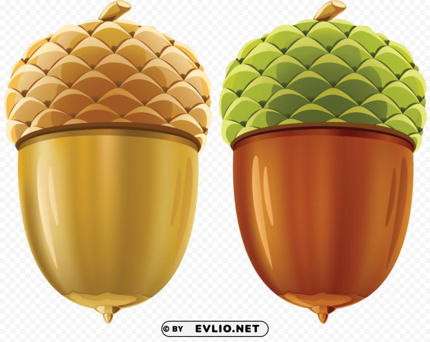 acorn PNG Image with Transparent Isolation