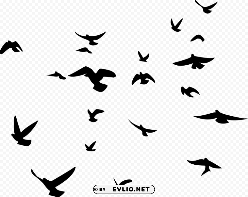 black birds transparent background PNG images with alpha transparency wide collection