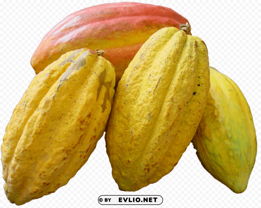 cacao Transparent PNG Isolated Artwork
