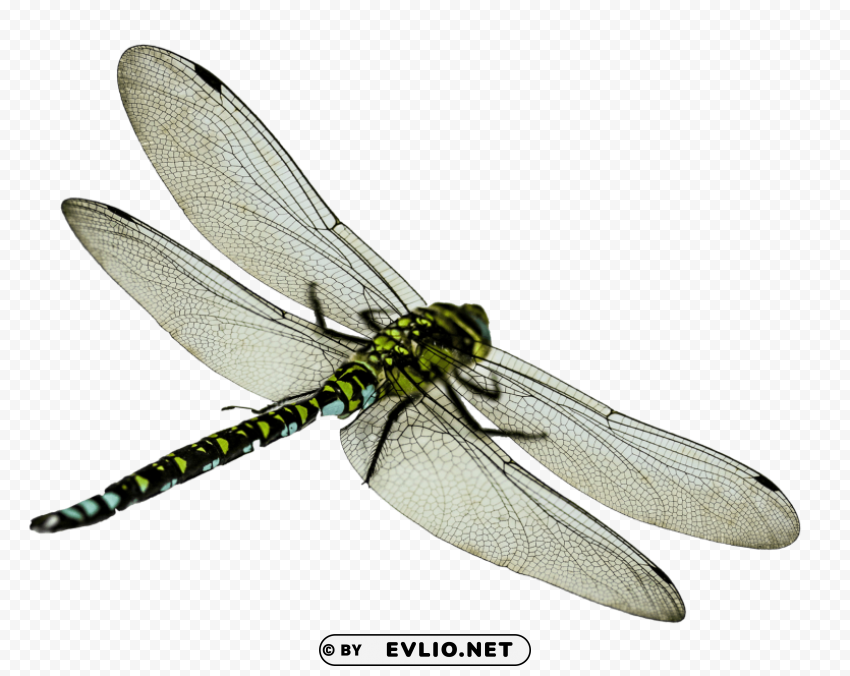 dragonfly HighResolution PNG Isolated Illustration