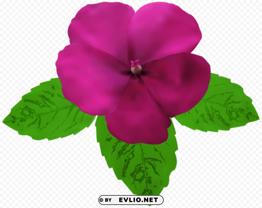 magenta flower PNG with cutout background