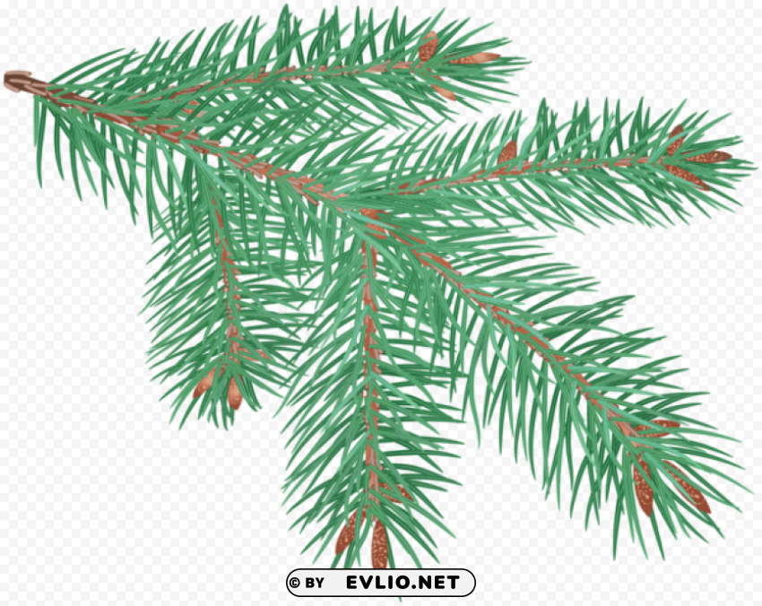 pine branch Isolated Illustration with Clear Background PNG