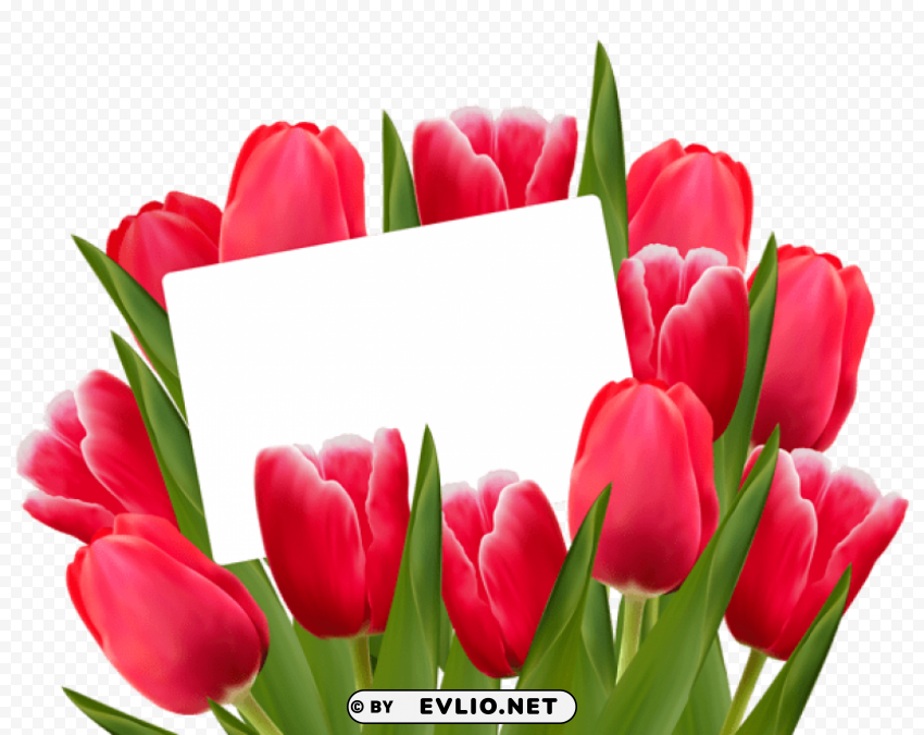  red tulips decorationpicture Transparent PNG graphics variety
