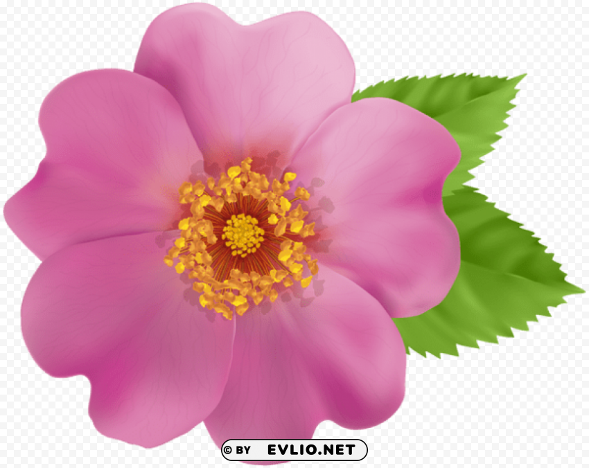 wild rose flower Transparent PNG images pack