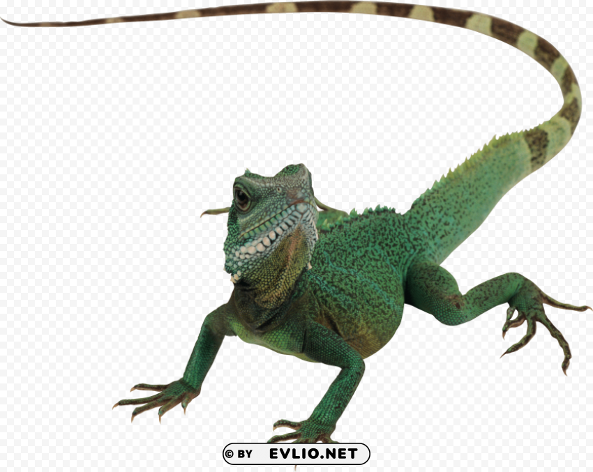 green lizard s PNG with alpha channel