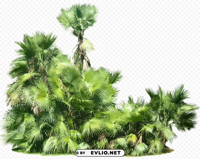 plants Transparent PNG Isolated Illustrative Element