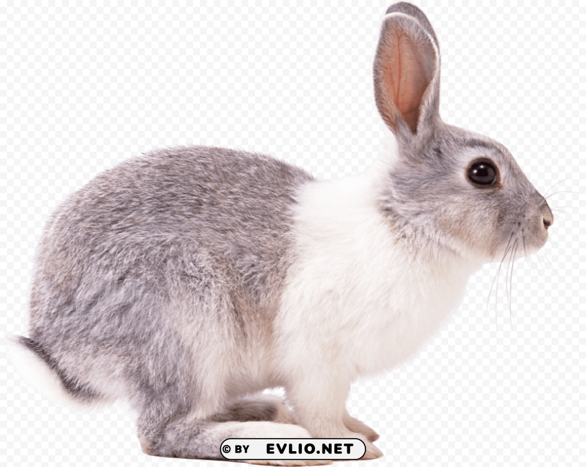 rabbit right PNG file with alpha