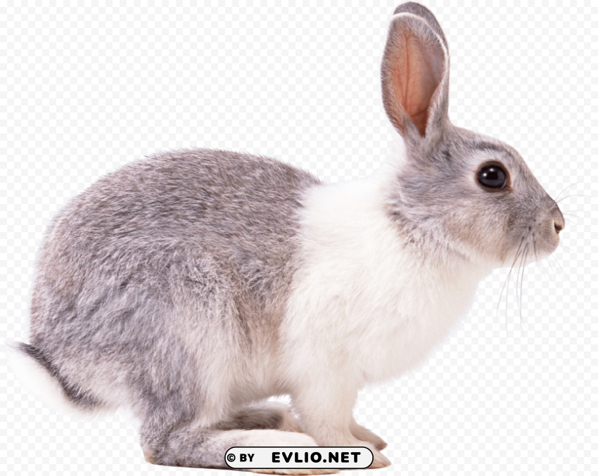 white gray rabbit sideview Free PNG images with alpha channel