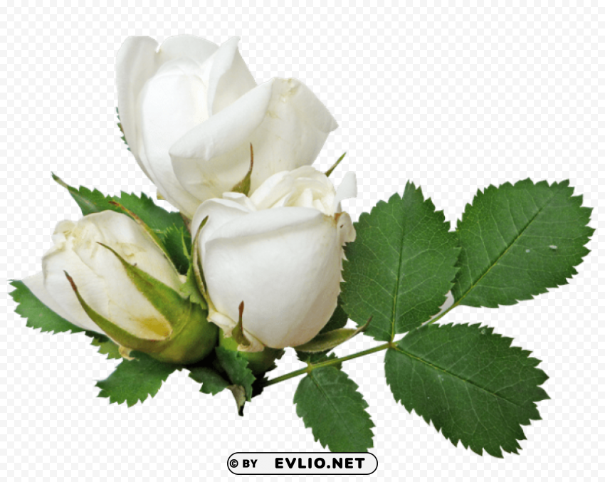 white roses PNG Graphic Isolated with Clarity