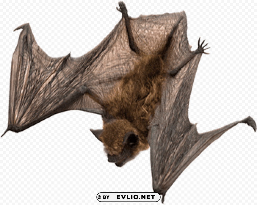 bat flying down Isolated Character in Transparent PNG Format