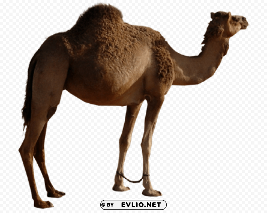 camel Isolated Item in Transparent PNG Format