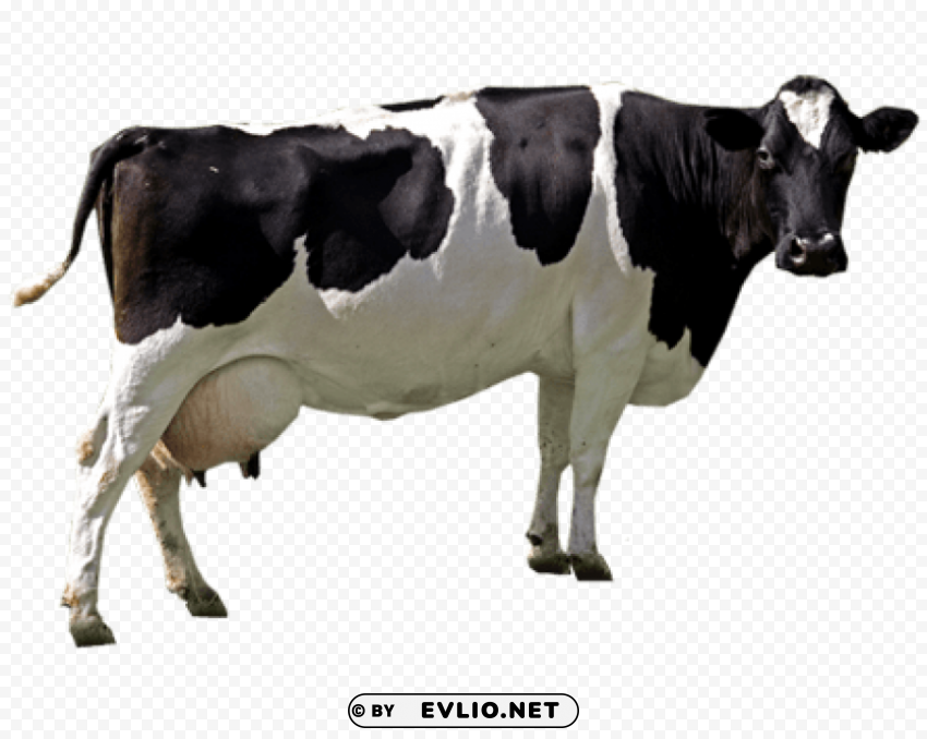 cow HighQuality Transparent PNG Object Isolation