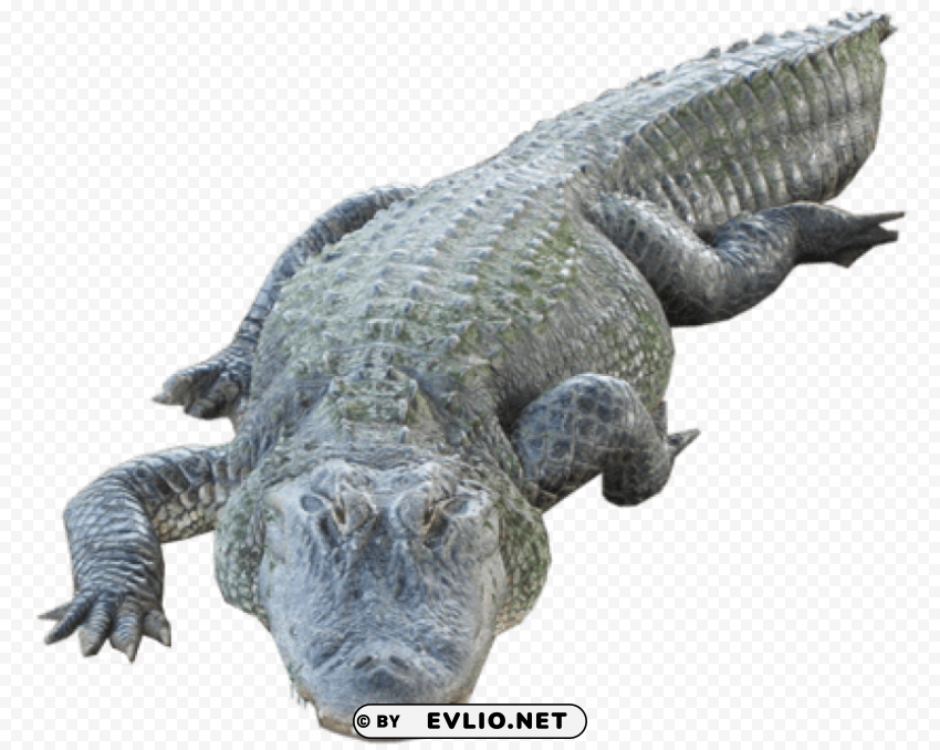 crocodile Isolated Element in Transparent PNG