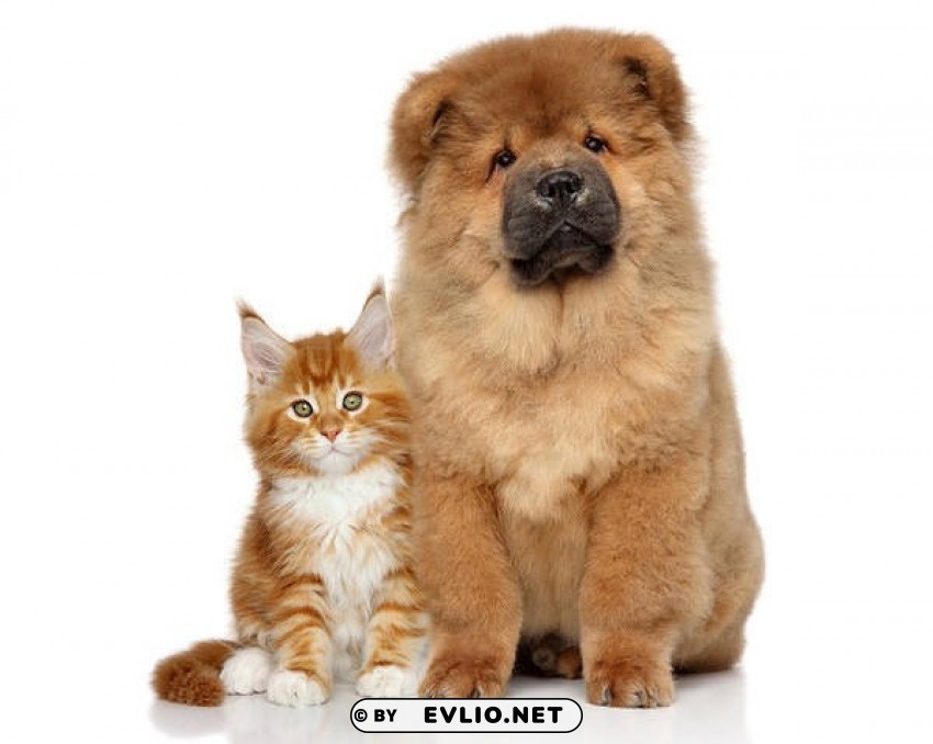 cute dog and kitten PNG images with no royalties