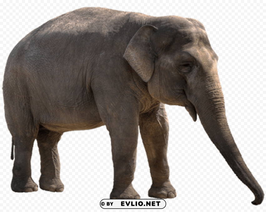 elephant PNG pictures with no backdrop needed png images background - Image ID 030673fe