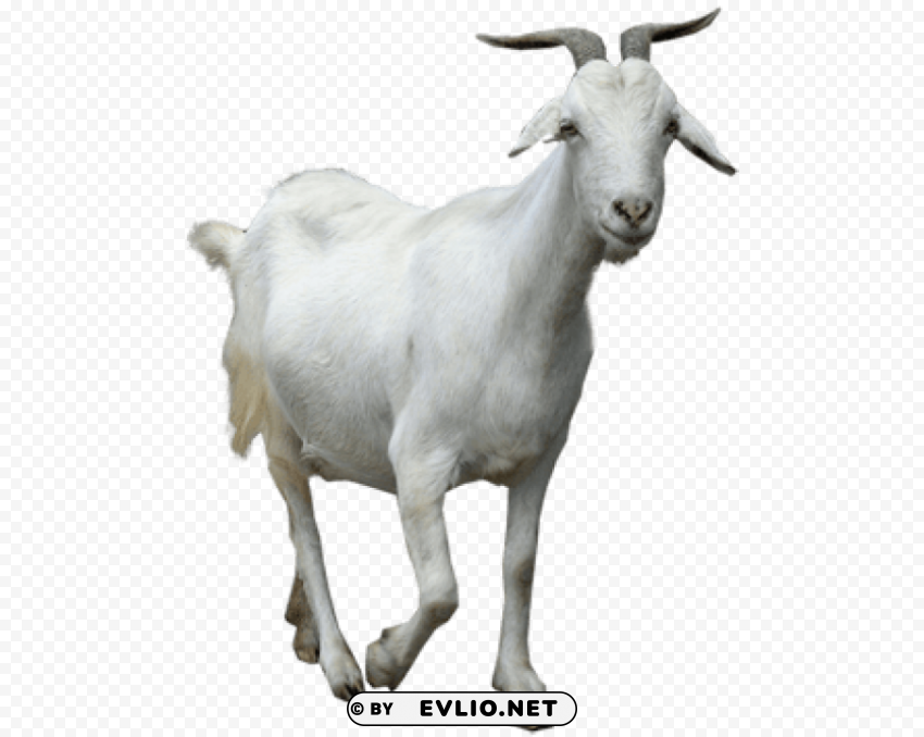goat High-resolution PNG