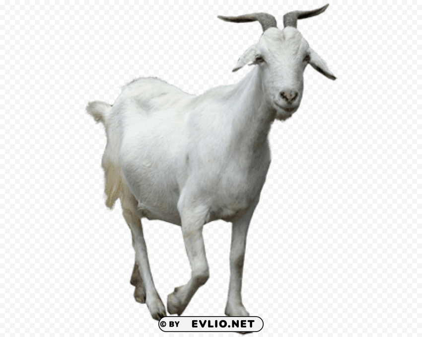 Goat Walking PNG For Social Media