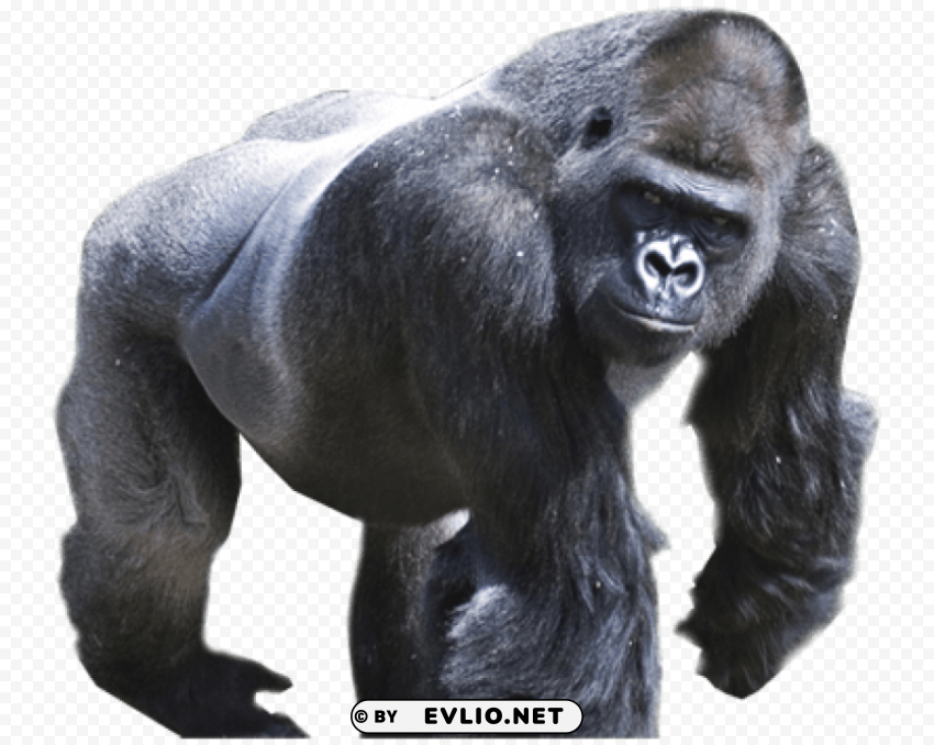 gorilla Isolated Design Element in HighQuality Transparent PNG