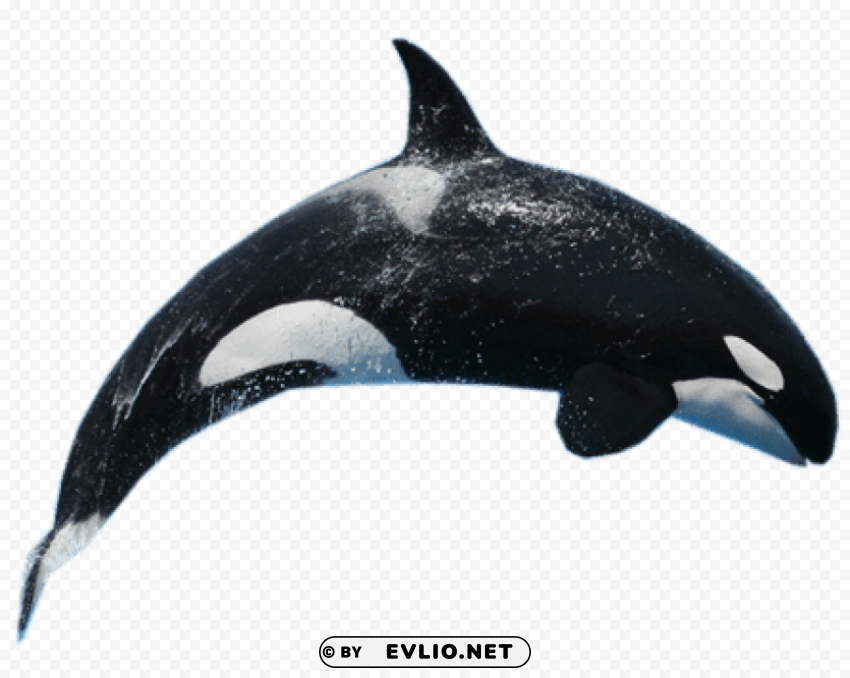 Killer Whale Jump Isolated Subject On HighQuality Transparent PNG